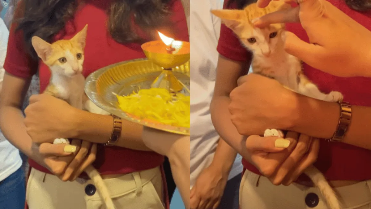 skincare-company-throws-wholesome-naamkaran-ceremony-for-rescued-kitten-viral-video-wins-animal-lovers
